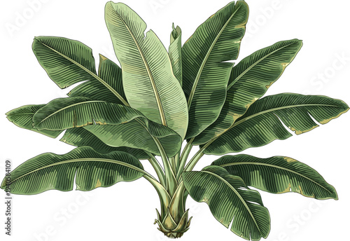 Tropical banana plant illustration, detailed green banana leaves botanical design, exotic jungle foliage nature element, vintage style vector artwork