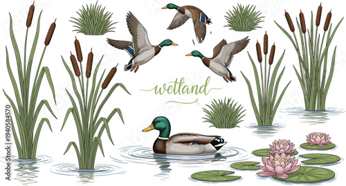 Wetland nature scene with ducks, reeds and water lilies illustration, wildlife marsh ecosystem elements, detailed botanical vector design