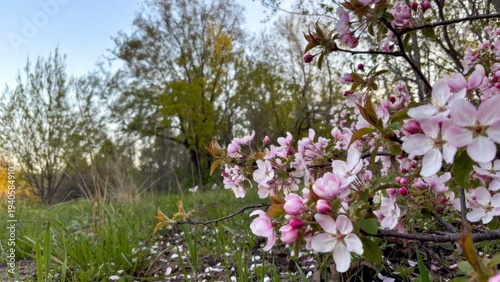Springtime bloom: pink cherry blossoms in sunlit forest clearing.