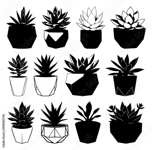 Succulent in stylish black geometric pot on crisp white background, perfect for modern botanical graphics and minimalist interior design inspiration