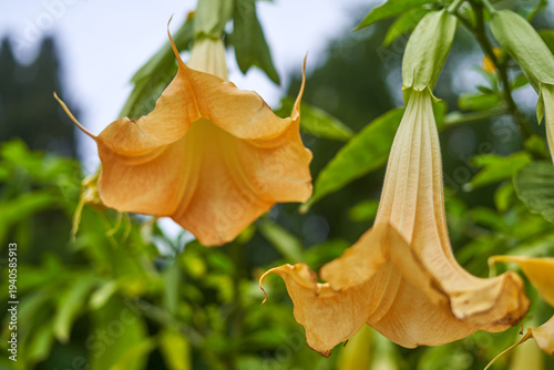 Obraz na plátne Close-up of golden orange Brugmansia flowers, commonly known as Angel's Trumpet, hanging pendulously from green stems
