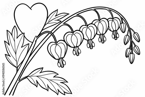 coloring page line art the bleeding heart flower black vector