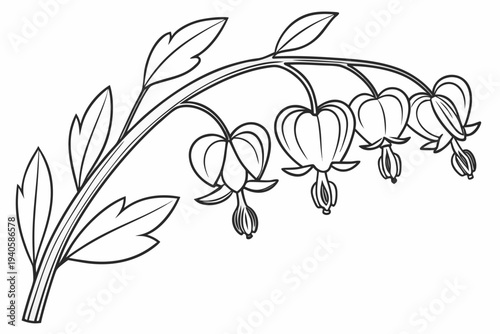 coloring page line art the bleeding heart flower black vector