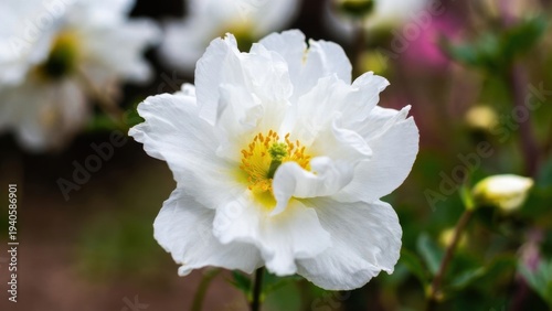 Close-up of blooming white flower with yellow center in garden.