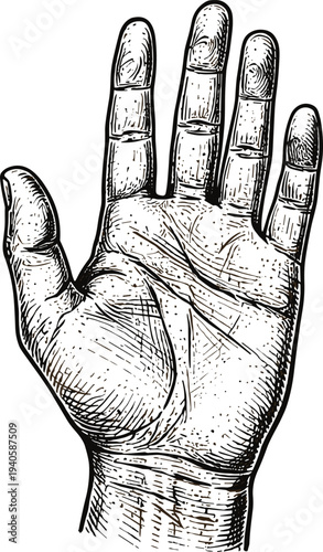 Detailed black and white anatomical illustration of human hand with palm facing forward, extended fingers, intricate line work, vintage sketch style artwork for anatomy and palmistry