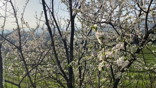 Albero con fiori bianchi in primavera