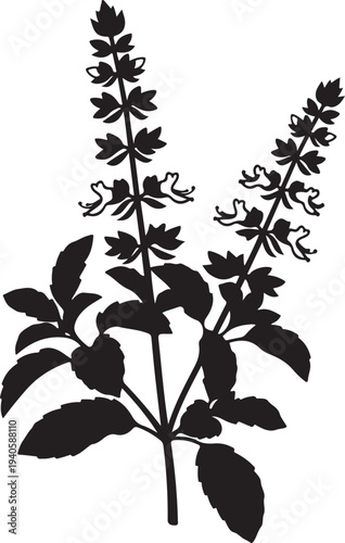 A single silhouette of a basil plant with flower spikes on a white background
