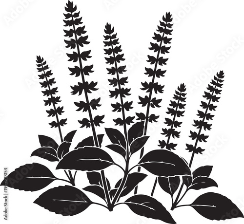 A single silhouette of a basil plant with flower spikes on a white background