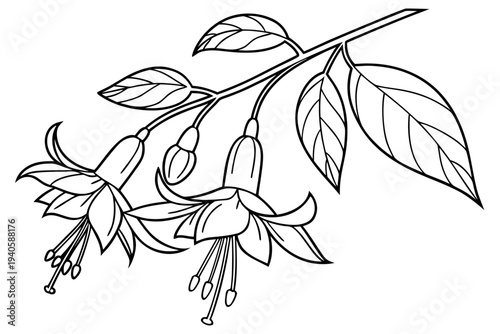coloring page line art the fuchsia flower black vector