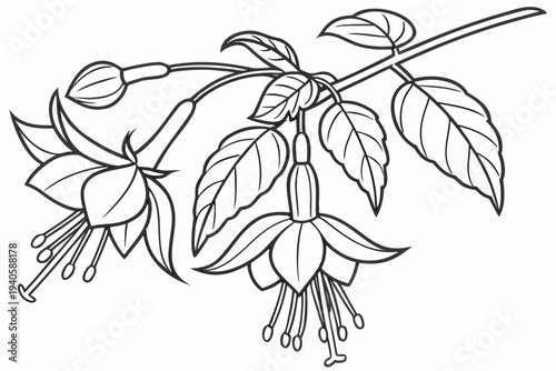 coloring page line art the fuchsia flower black vector