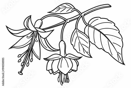 coloring page line art the fuchsia flower black vector