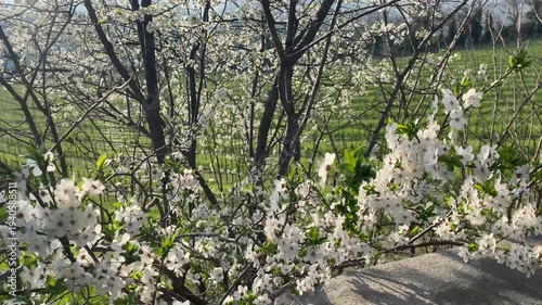 Albero con fiori bianchi in primavera