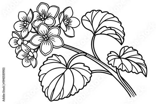 coloring page line art the begonia flower black vector
