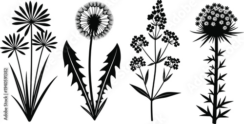 Black silhouette botanical wild flowers and weeds collection including dandelion puff thistle and meadow herbs isolated on white background vector illustration