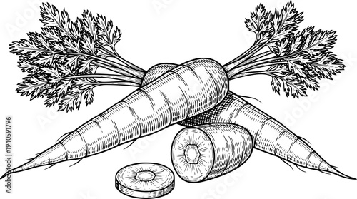 Vintage Engraved Carrots with Green Tops and Slices White Background vegetable food