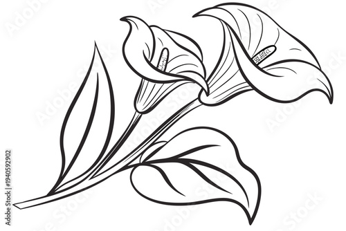 coloring page line art the calla lily flower black vector