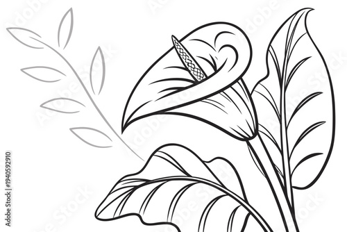 coloring page line art the calla lily flower black vector