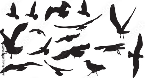 Soaring Silhouettes: A flock of graceful gulls take flight, their silhouettes elegantly captured against a clean backdrop, evoking freedom and movement. 