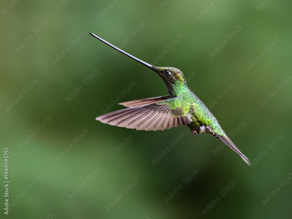 Fototapeta premium Sword-billed Hummingbird Hovering in Flight Against Green Background