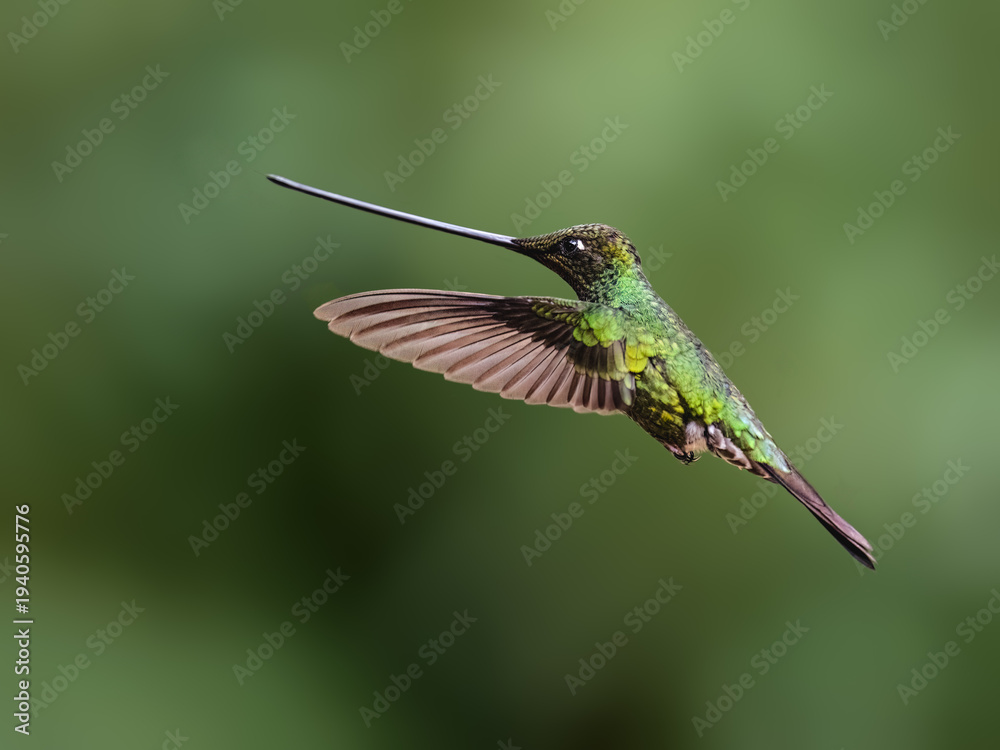 Fototapeta premium Sword-billed Hummingbird Hovering in Flight Against Green Background