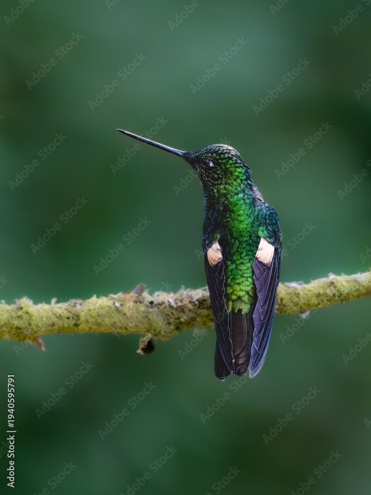 Fototapeta premium Black-throated Mango Perched On Mossy Branch