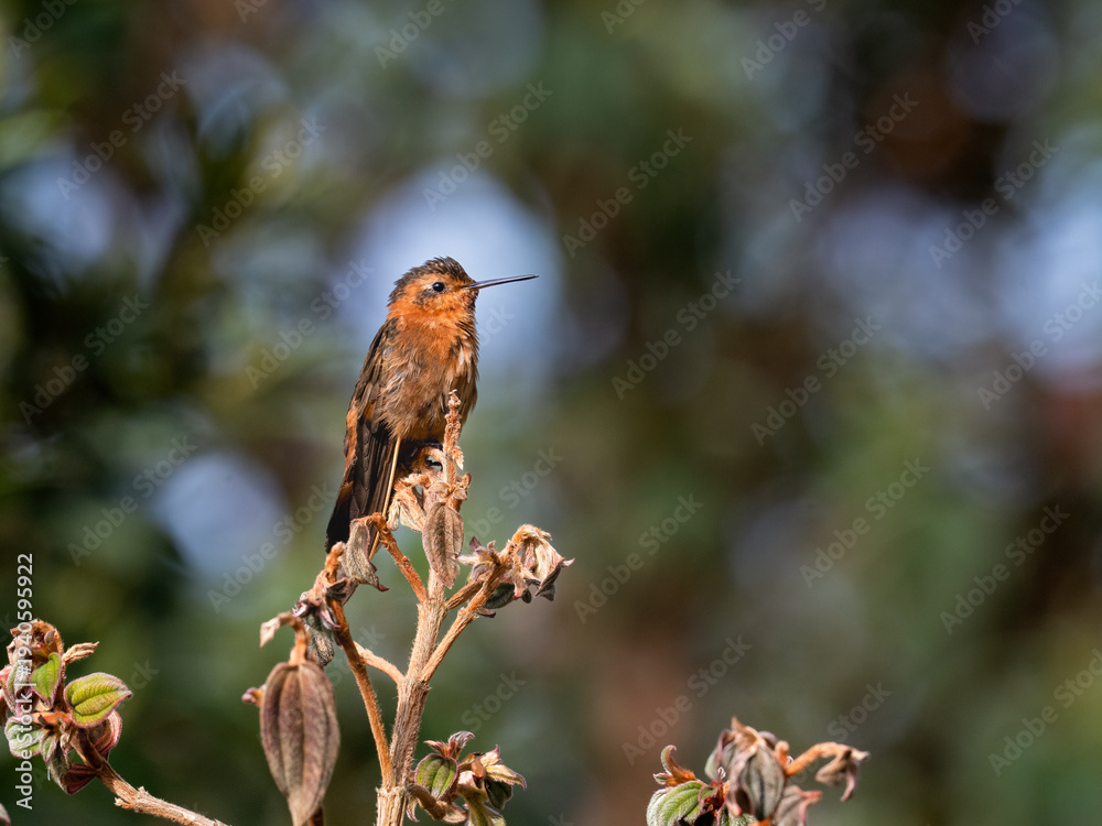Obraz premium Shining Sunbeam Hummingbird Perched on a Dried Plant Branch