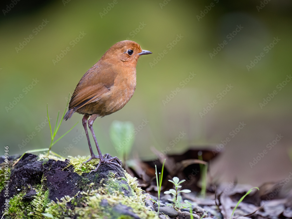 Fototapeta premium Equatorial Antpitta Perched on Mossy Rock in Lush Forest
