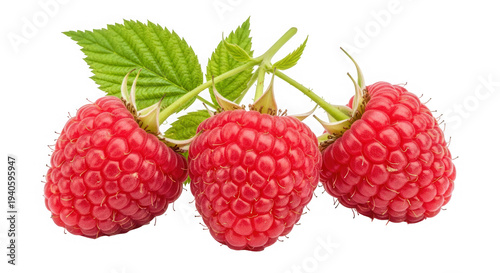 Three red raspberries with green leaves on a stem isolated on transparent background