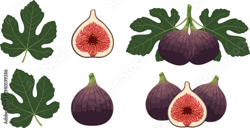 Fig fruit collection whole and sliced figs with leaves fresh tropical fruit vector illustration