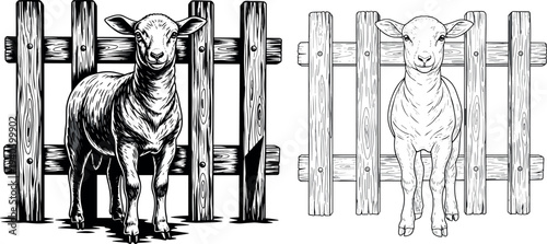 Vintage hand drawn sketch of cute lambs standing behind wooden fence isolated on white background for farm and livestock design