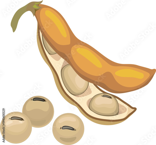 An open ripe soybean pod with soybeans isolated on white background	

