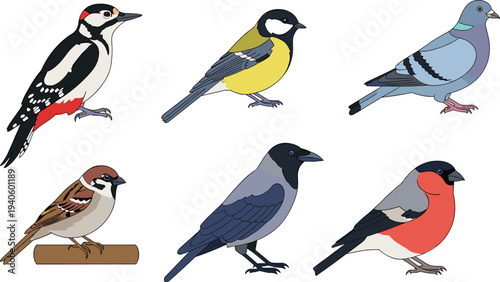 Common birds collection woodpecker tit pigeon sparrow crow bullfinch vector illustration set