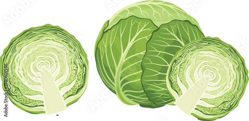 Green cabbage whole and sliced fresh vegetable food ingredient vector illustration