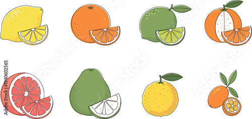 Citrus fruit collection with lemon, orange, lime, mandarin, grapefruit, pomelo, yuzu and kumquat illustration isolated on white background for food and botanical design
