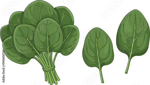 Fresh spinach leaves and bunch illustration isolated on white background for healthy vegetable food design, organic farming concept, and nutrition ingredient graphics