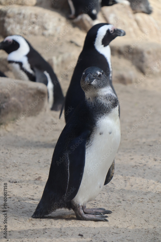 Obraz premium Brillenpinguine