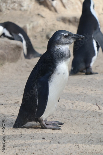 Brillenpinguine