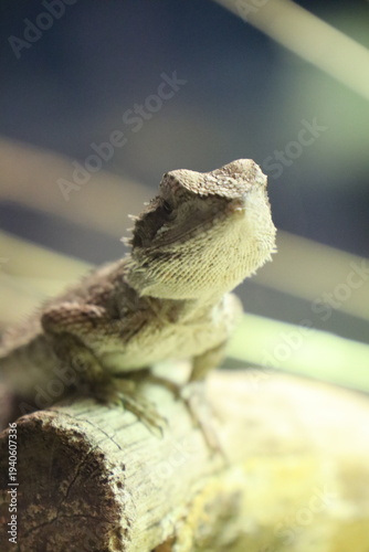 Portrait einer (Streifenköpfige) Bartagame 