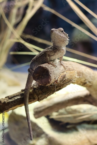 Portrait einer (Streifenköpfige) Bartagame 