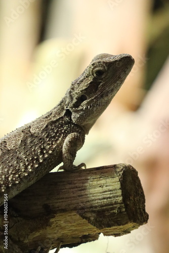 Portrait einer (Streifenköpfige) Bartagame 