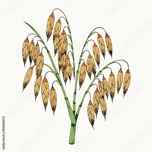 Oat Grain Plant Vector Illustration
