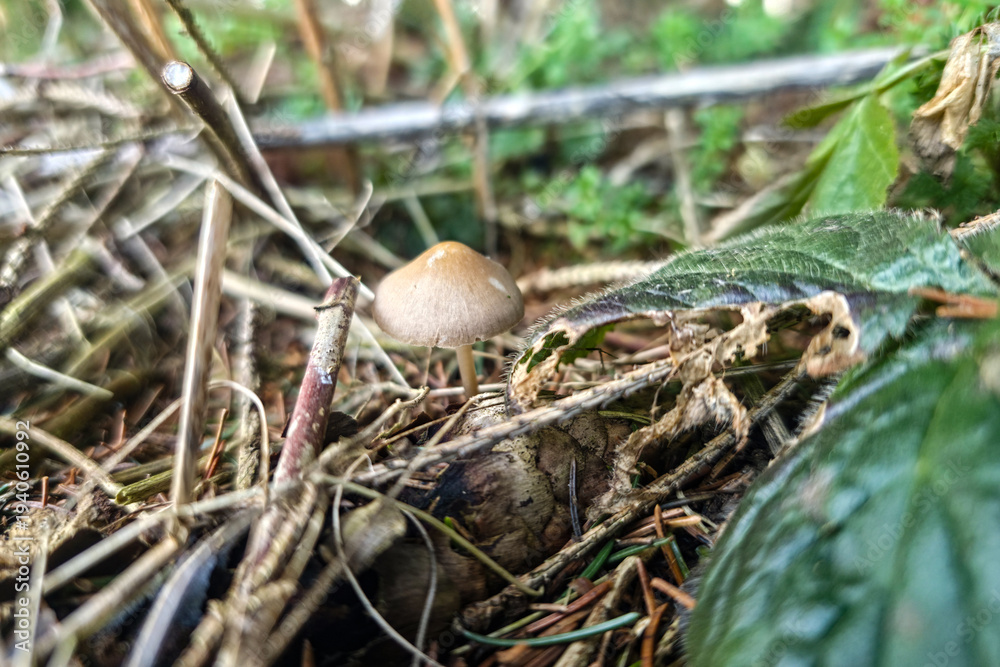 Obraz premium Mushroom growing among leaves and twigs in a forest during daylight hours