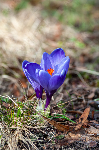 Vibrant purple crocus blooming in Swedish spring garden, fresh seasonal flowers