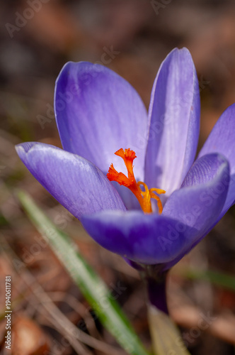 Purple crocus blooming in Swedish garden, early spring seasonal flowers