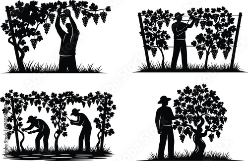 Vector silhouette set of vineyard workers harvesting ripe grapes from vines and pruning grapevine plants in a winery garden isolated on white background.
