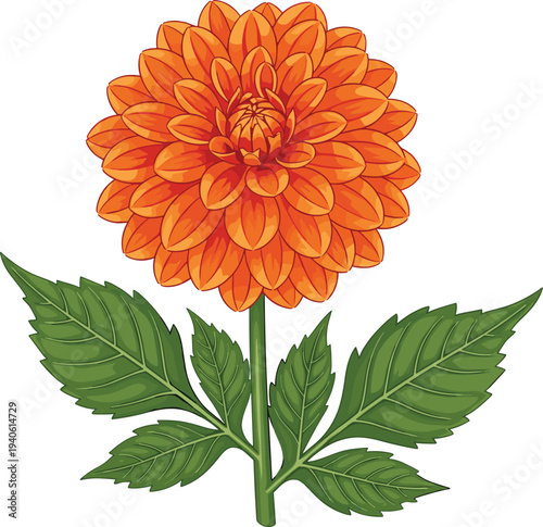 Orange dahlia flower with green leaves botanical illustration isolated on white background for floral decoration, garden design, nature branding, and botanical artwork