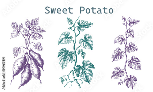 Sweet Potato Poster. Sweet potato plant illustrations in purple and green