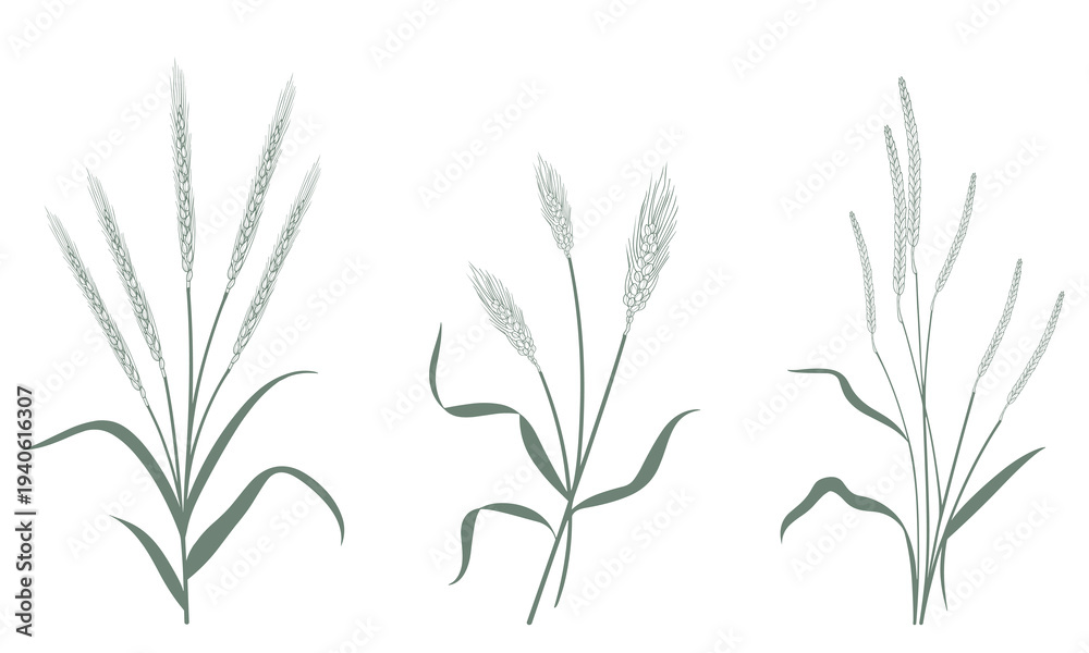 Fototapeta premium Elegant wheat stalks in minimalist style for design projects
