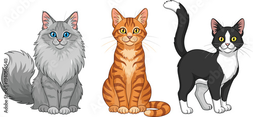 Vector illustration set of three domestic cats featuring a fluffy longhair grey cat an orange tabby cat and a black and white tuxedo cat.