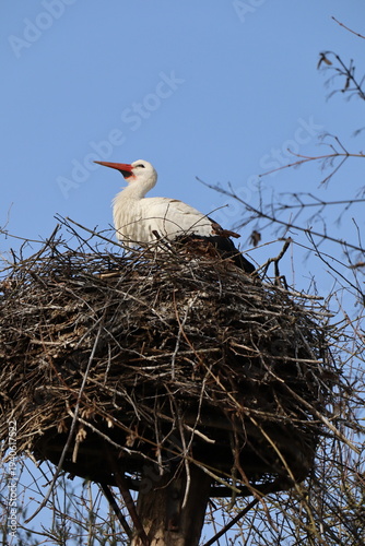 Storch im Horst